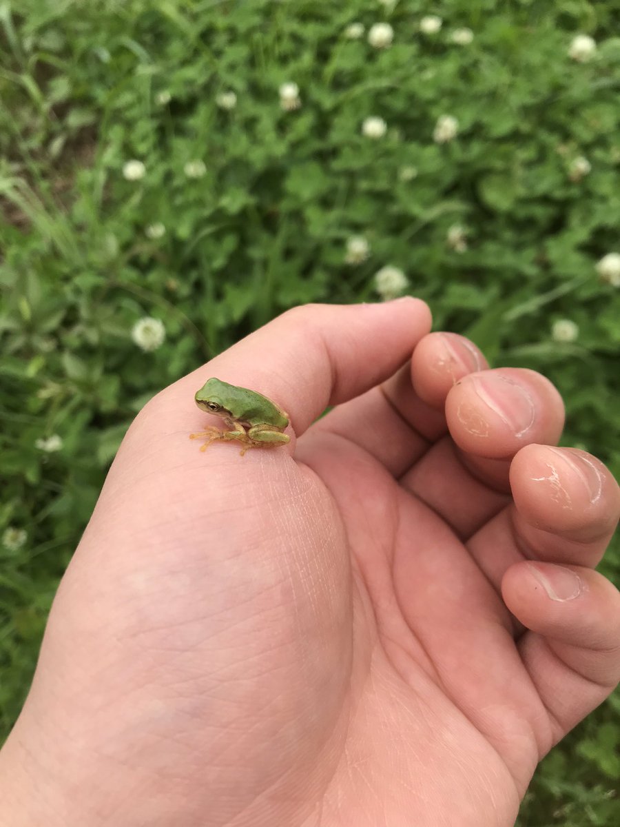 ぴよ カエルと暮らす 可愛いですよね