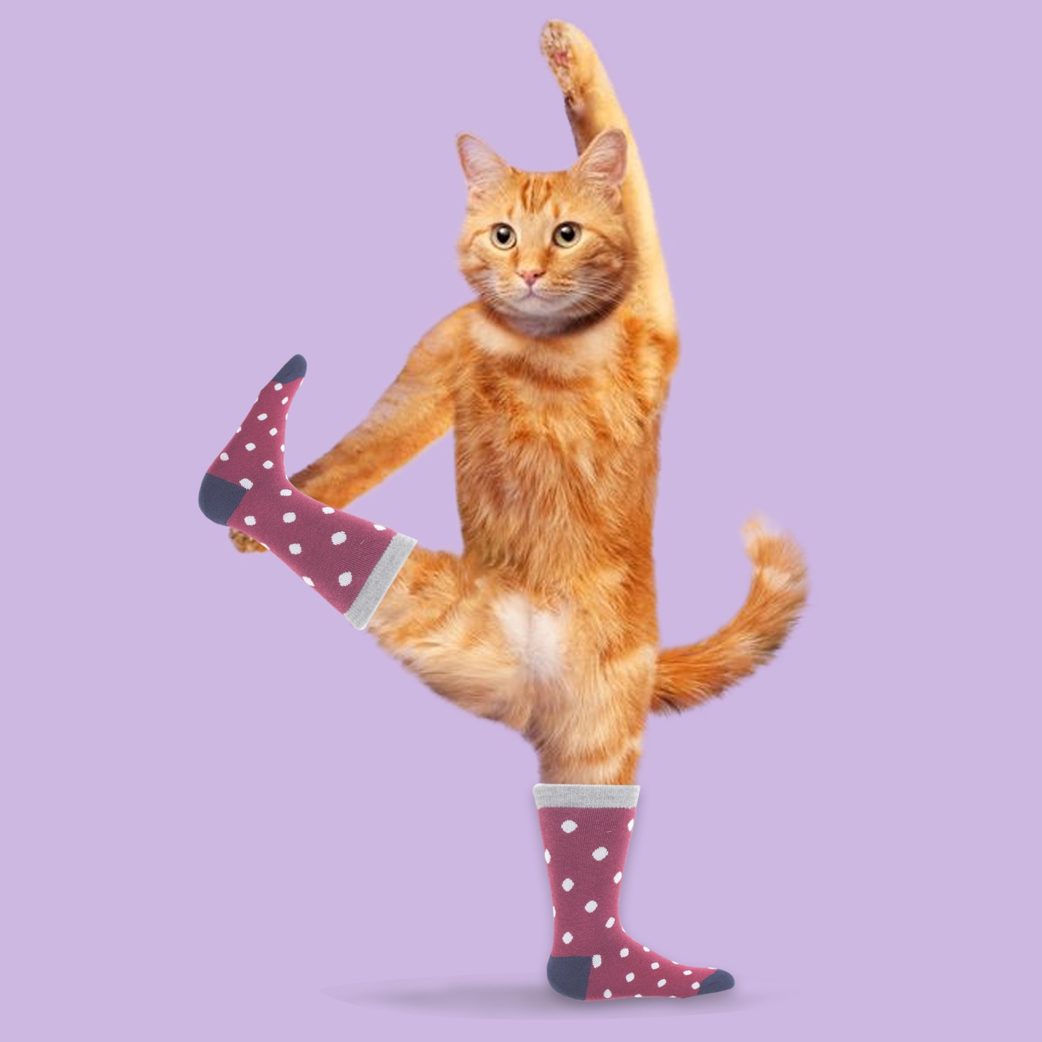 Кот йога