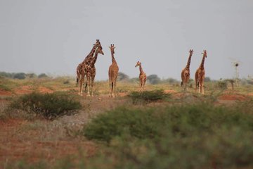 World Giraffe Day Planeta Com