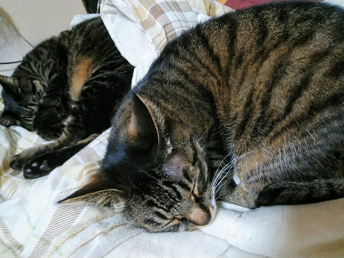 ãïœé ãéãâŠã®ã§äœæ¥ã¯ãäŒã¿ã
仿¥ã¯ç«æè¬ããŒãšããâš
ææ¥ææ©ãããã