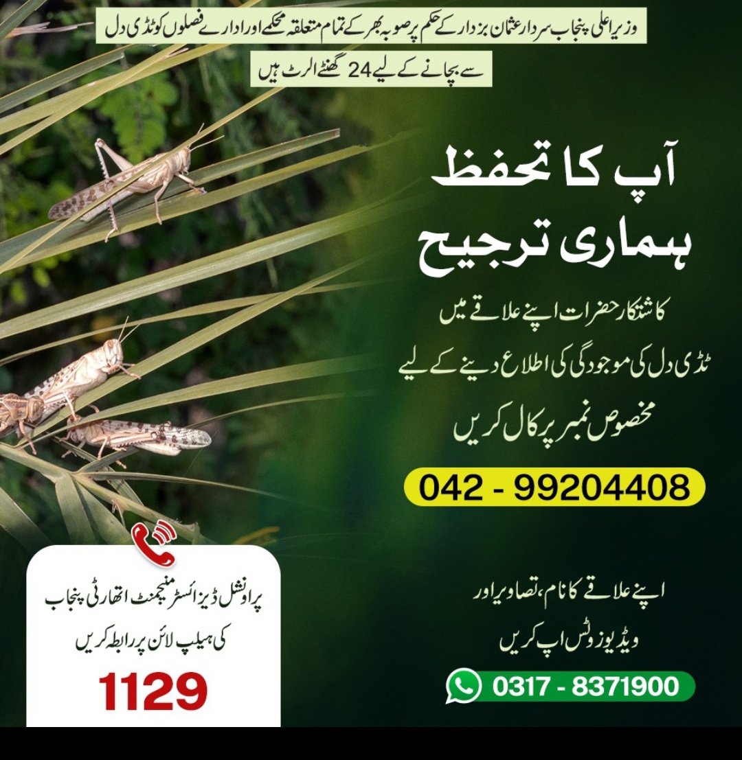 So as per the forecast..  #Locust swarms have started arriving in Punjab from todayReported in Rajanpur todayContact  @PdmapunjabO if you see Locust swarms in your areaHelpline: 1129Whatsapp: 0317-8371900PTCL: 042-99204408 #PunjabLocutUpdate  #LocustUpdate