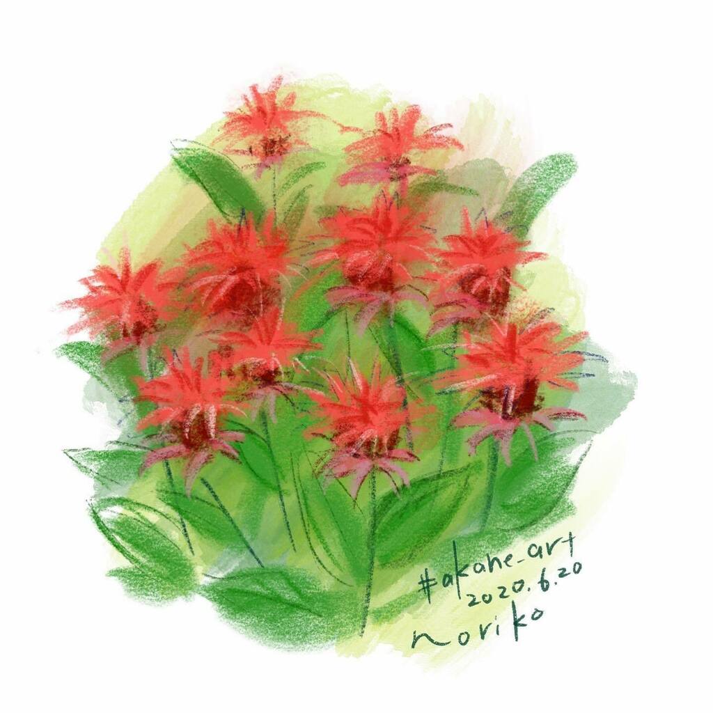 Akane Art Bergamot ベルガモット モナルダ タイマツバナ 松明花 Beebalm Monarda Monardadidyma Flowers 花 Akane Art イラスト Illustration 06 Drawing Art Painting Procreate 一日一絵 Onesktchaday Onedrawingaday Akane Art Bergamot ベルガモット モナルダ タイマツバナ 松明花 Beebalm Monarda Monardadidyma Flowers 花 Akane Art イラスト Illustration 06 Drawing Art Painting Procreate 一日一絵 Onesktchaday Onedrawingaday