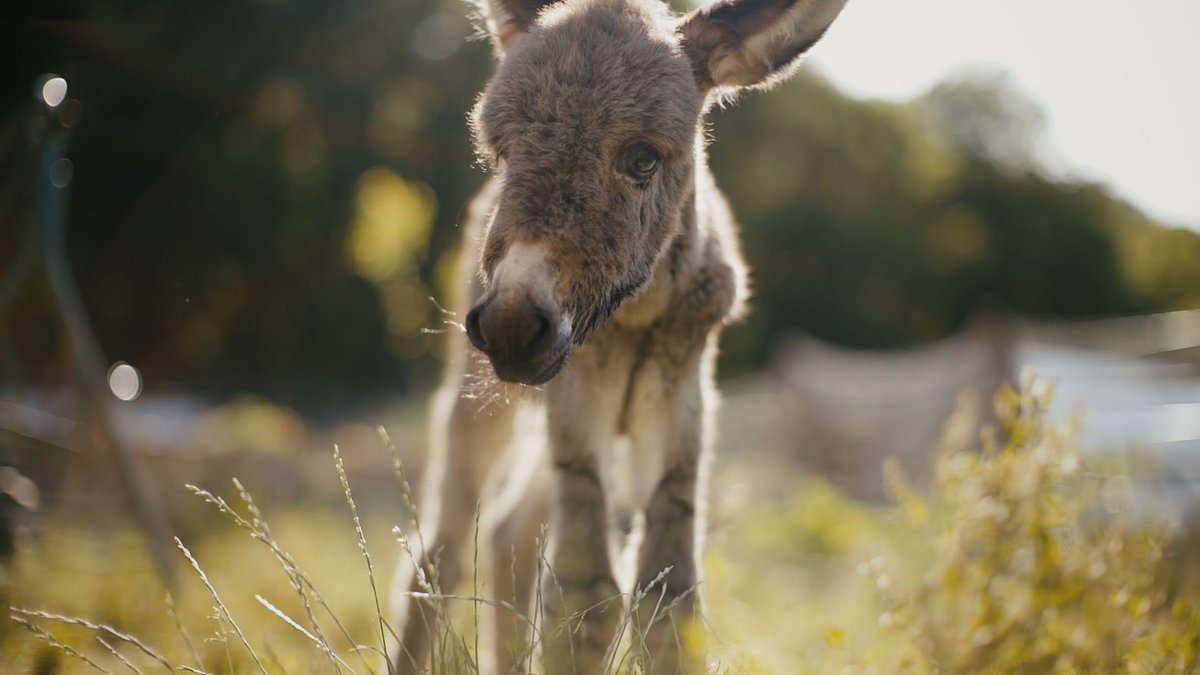 Yarın yepyeni hikayelerle geliyoruz 💙🤗 Saat 14.00 <a href="/KanalD/">Kanal D</a> 💙 <a href="/hayattamircisi_/">Hasan Kızıl</a> <a href="/info_warf/">WARF</a> <a href="/dijitalsanatlar/">Dijital Sanatlar</a> <a href="/Dogtas/">Doğtaş</a> #hayattamircisi