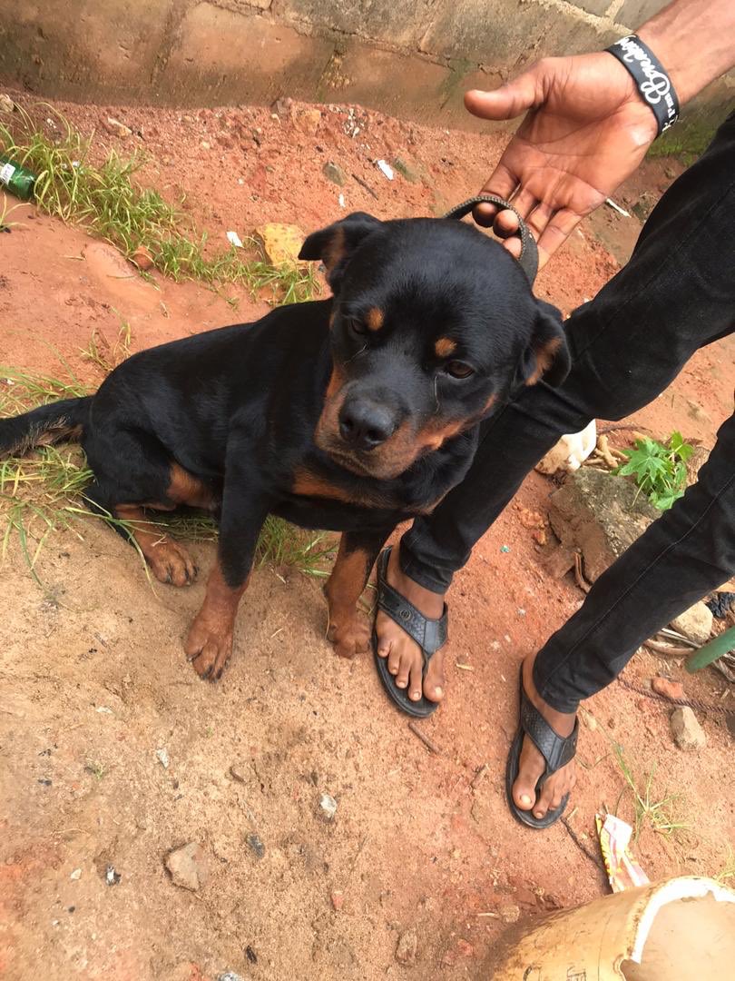 faykennel's tweet photo. Still very much available for his FOREvEr home.
#Elevatorbaby Funmi #DbanjSuspended Thank God for VAR Osinbajo #TachaOnTVC #SaturdayThoughts #TushMyApartment #DinnerWithBorisJohnson #HeadlineTheEp #Gannicus #BlackLivesMatter #BBNaijaReunion2020 https://t.co/BWBvFgdilH