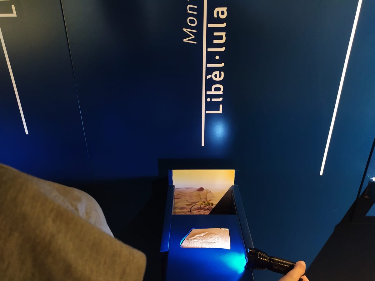 museualcover's tweet image. Sabíeu que Els insectes de #fòssils rarament apareixen en fàcies marines o de transició, i les de la &quot;pedra d&apos;Alcover&quot; en són una excepció? 🦟🐝
Als jaciments del Glorieta s&apos;ha trobat una sola ala aïllada de 70mm de llargària! 
👉🏻Descobreix-la a “#Triàsic, explosió de vida”