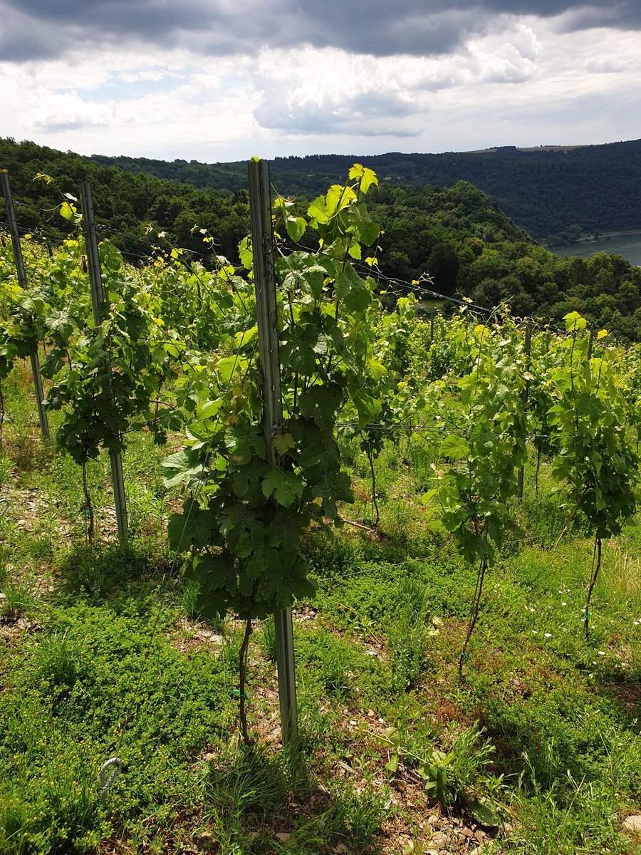 jens_schreiber's tweet photo. #wineinprogress Heute wieder Triebe ausbrechen, außerdem Heften (Triebe in den Draht stecken) und teilweise auch schon oben abschneiden. #johanniter #jungwinzer #winzergenossenschaftloreley #mittelrhein https://t.co/A4NkAJvCZv