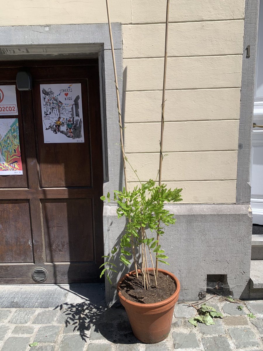 My little sister Wisteria asked for permission 6 weeks ago but still didn’t get it (but she wasn’t bothering cars so hasn’t been kidnapped).