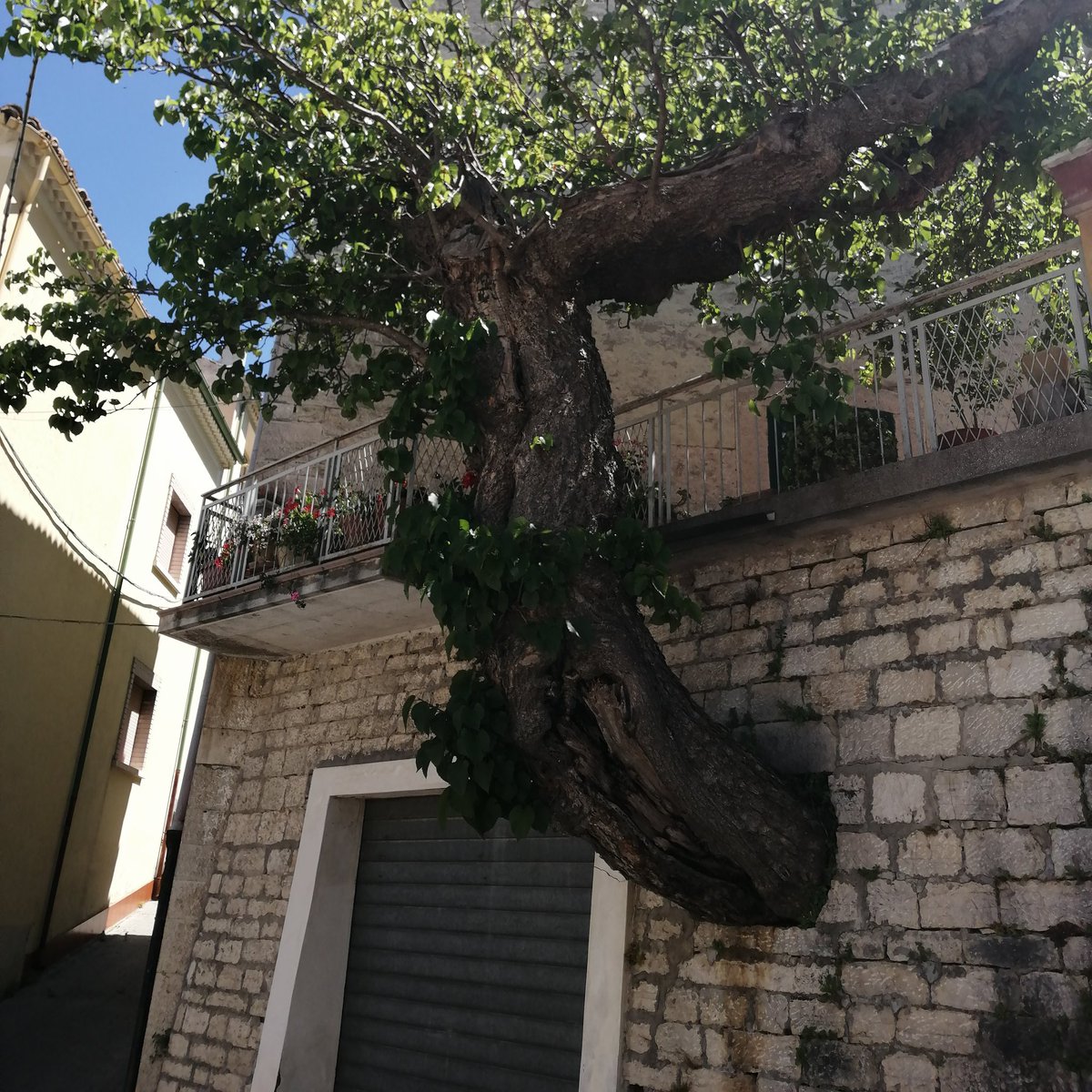 Urbanizzazione rispettosa e integrata con gli elementi naturali. 
Attenzione però agli apparati radicali, che non creino disturbi ai manufatti.