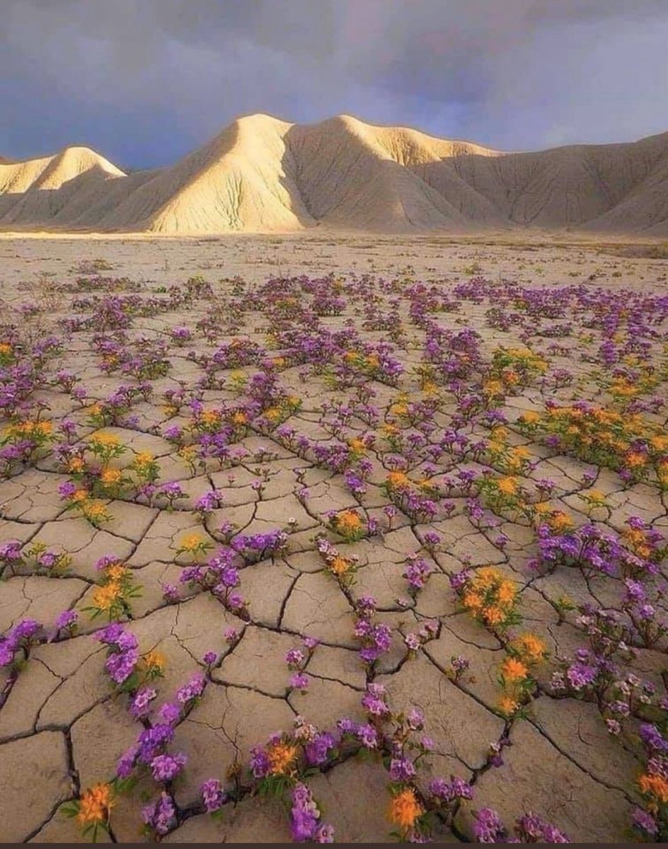 NaoCasanova's tweet image. El sitio más árido de la Tierra es el DESIERTO DE ATACAMA (Chile); pero de vez en cuando, cada 6-7 años y de forma asociada al Niño, se cubre con un manto de flores.

El fenómeno se conoce como &quot;desierto florido&quot; y ya lo estudiaron los botánicos españoles del S XVII.