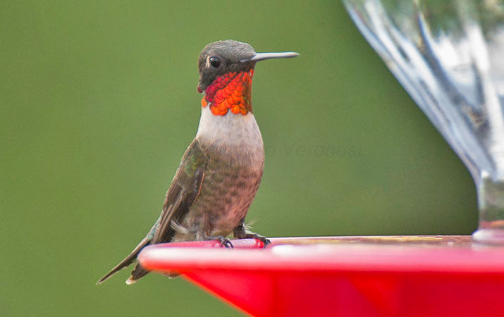 peruaves's tweet photo. En los Estados Unidos los picaflores son INCREIBLEMENTE populares. Los que alimentas aves en sus jardines los adoran. Solamente hay 8 species de picaflores que pasan el verano dentro del pais. https://t.co/Ey5Yy9kbhP