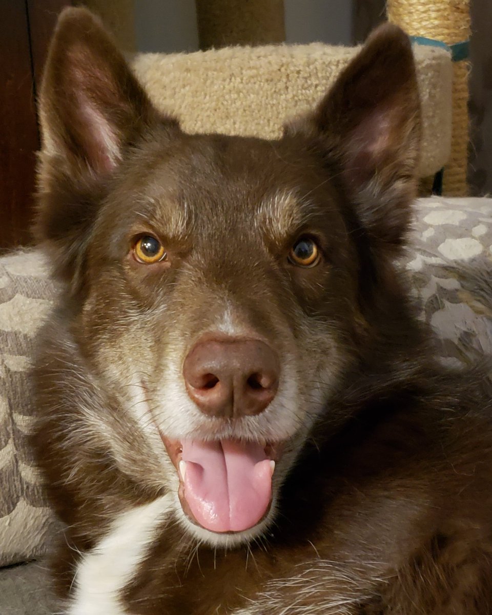 AgilitywAmanda's tweet photo. Hershey's always smiling πβ€
#smiling #smilingdog #dog #dogsmiles #dogsmile #dogface #doglook #dog #huskycross #huskymix #cutedog #doggo #doggy #cutedoggo #cute #cuteness https://t.co/eEJoWAUlWQ