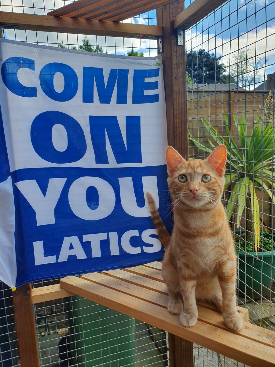 soulboy_75's tweet photo. It's Watson the Ginger Tom's first Tics game and we are winning 2-0!! #wafc #wiganathletic #football https://t.co/bNEy101fjh