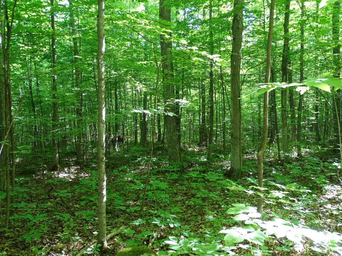 cathbern's tweet photo. “Into the forest I go, to lose my mind and find my soul” ~ John Muir #educatorsONtherun #RWRunStreakEh #simcoeforest #getoutdoors #getoutside #treehugger #americantoad #hawkweed #skipper https://t.co/ahjEAbj2SO