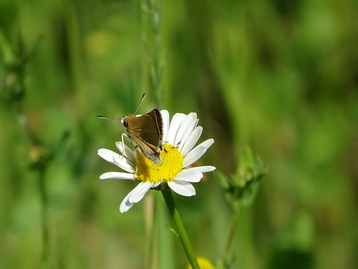 cathbern's tweet photo. “Into the forest I go, to lose my mind and find my soul” ~ John Muir #educatorsONtherun #RWRunStreakEh #simcoeforest #getoutdoors #getoutside #treehugger #americantoad #hawkweed #skipper https://t.co/ahjEAbj2SO