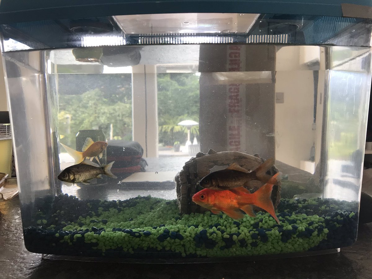 cherylthrush's tweet photo. @fouroaksprimary Mrs Upton Sid has a new home and two new friends ! The two new friends are silver fish one is mine and one is Laurie’s ! They are great great friends and we hope you like this picture https://t.co/wU290iT49V
