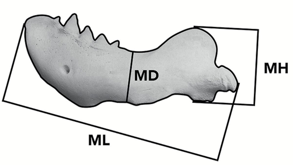 CracklySea's tweet photo. New paper in Journal of Mammalogy! Sex of Pacific #walrus skeletal remains can be determined from a few mandible measurements: https://t.co/tUAY0YZegc. Very proud to have mentored Nathan in his capstone research at @uafairbanks, and of his persistence in publishing! @Mammalogists https://t.co/KxI0bNQ1SE