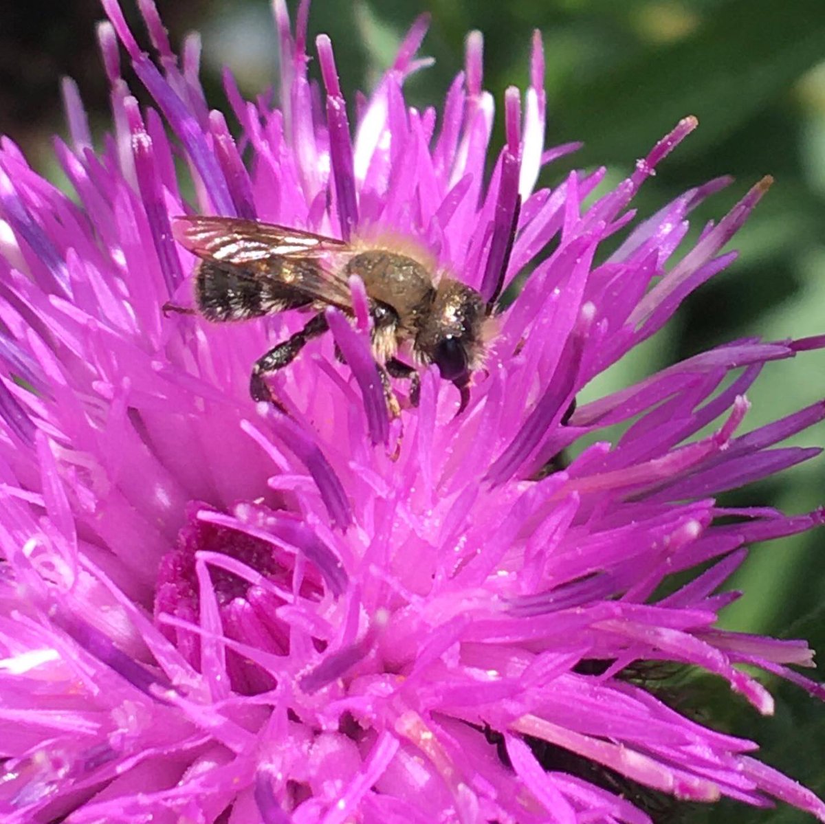 Hi <a href="/B_Strawbridge/">Brigit Strawbridge</a>, hope you are well, I think this is a little solitary bee but no idea what. This is a knapweed flower so it’s tiny. The best shot I could get to see all the bits 😊🙏🏻💚
