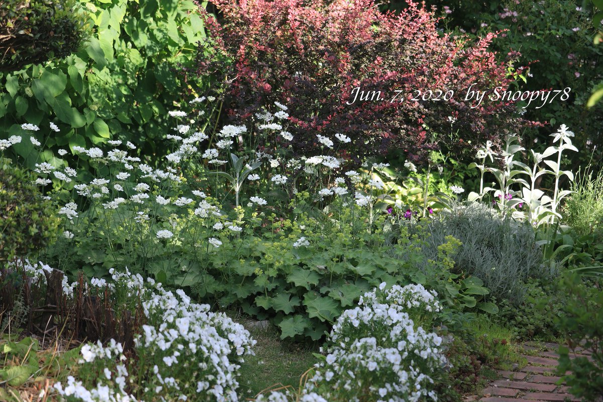 アルケミラモリス Twitter Search