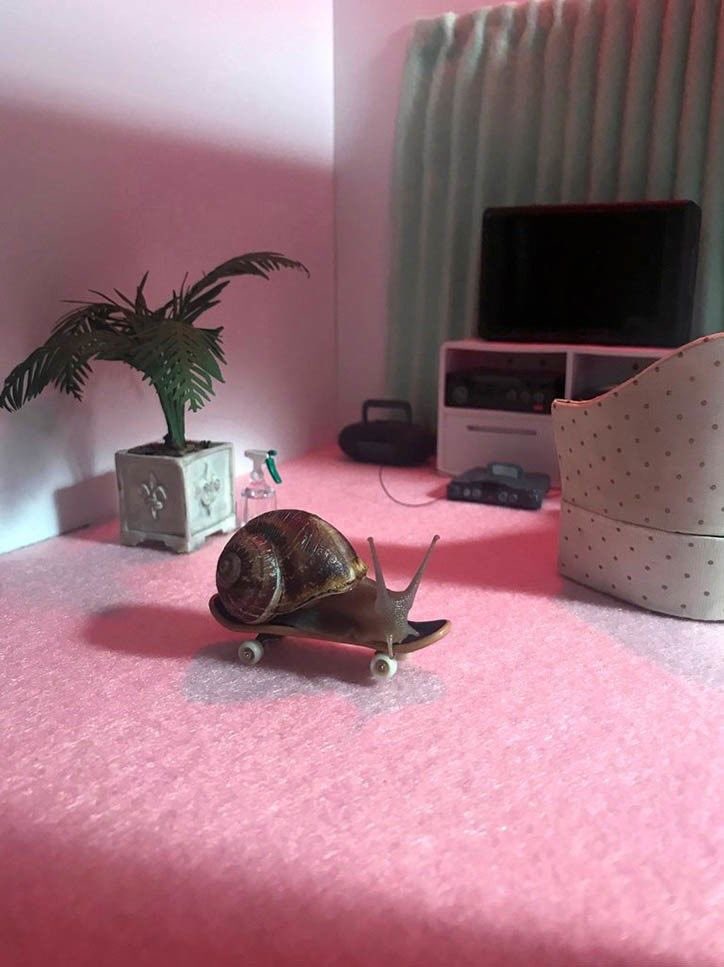 animals on skateboards, a much needed thread