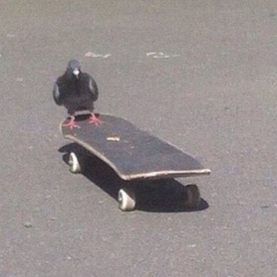 animals on skateboards, a much needed thread