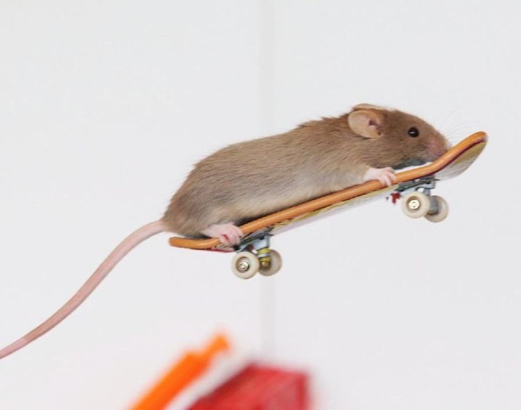 animals on skateboards, a much needed thread