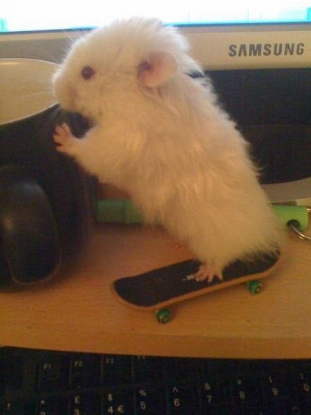 animals on skateboards, a much needed thread
