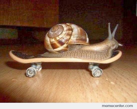 animals on skateboards, a much needed thread
