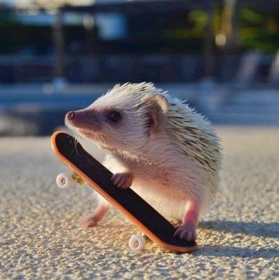 animals on skateboards, a much needed thread