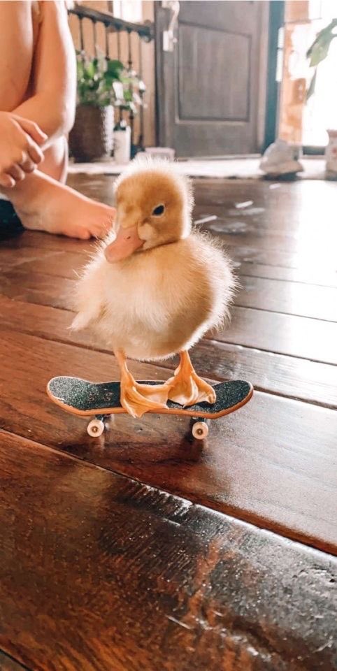 animals on skateboards, a much needed thread