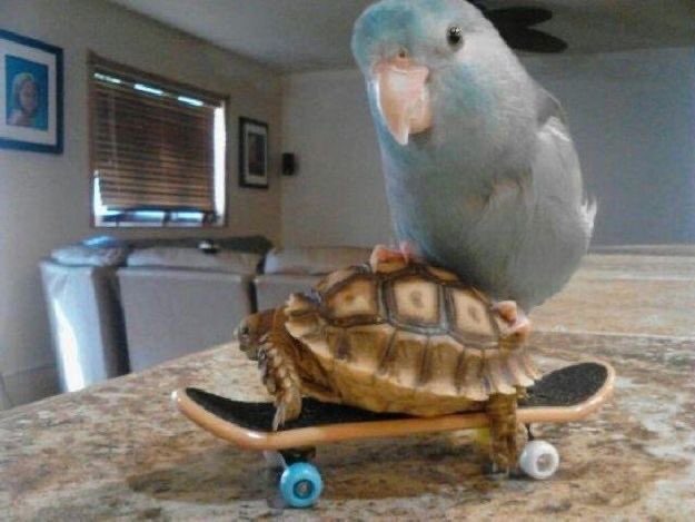 animals on skateboards, a much needed thread