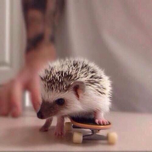 animals on skateboards, a much needed thread
