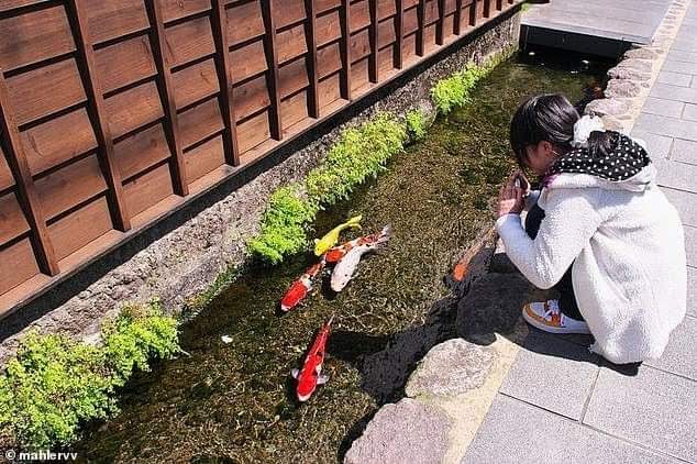 azazgpj's tweet photo. #рдордЫрд▓рд┐рдпреЛрдВ_рдХрд╛_рд╢рд╣рд░ #koi_Fish_рдмрд┐рдЬрдиреЗрд╕___
#рдЬрд╛рдкрд╛рди рдХреЗ #Shimabara рд╢рд╣рд░ рдореЗ рд▓реЛрдЧ рд╕рдбрд╝рдХ рдХреЗ
рдХрд┐рдирд╛рд░реЗ рдмрдиреА рдирд╛рд▓рд┐рдпреЛрдВ рдореЗ #Koi_Fish #рд░рдВрдЧрдмрд┐рд░рдВрдЧреА
#рдордЫрд▓рд┐рдпрд╛рдБ рдкрд╛рд▓рддреЗ рд╣реИ_ рдпрд╣рд╛рдВ рдирд╛рд▓рд┐рдпреЛрдВ рдореЗ #Spring_water
(рдЭрд░рдиреЗ рдХрд╛ рдкрд╛рдиреА) supply рдХрд┐рдпрд╛ рдЬрд╛рддрд╛ рд╣реИ __ рдкрд╛рдиреА
рдЗрддрдирд╛ рд╕рд╛рдлрд╝ рд░рд╣рддрд╛ рд╣реИ рдХрд┐ рдордЫрд▓рд┐рдпрд╛рдБ рджреВрд░ рд╕реЗ рд╣реА рджреЗрдЦ рд╕рдХрддреЗ рд╣реИрдВ https://t.co/74fdUnWGjO