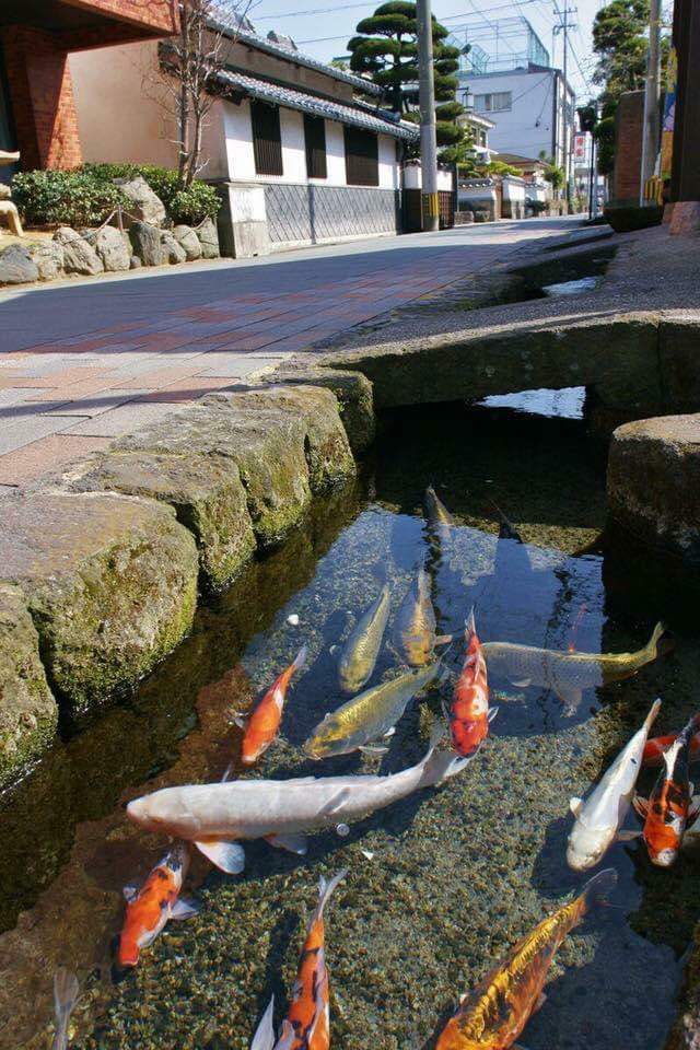 azazgpj's tweet photo. #рдордЫрд▓рд┐рдпреЛрдВ_рдХрд╛_рд╢рд╣рд░ #koi_Fish_рдмрд┐рдЬрдиреЗрд╕___
#рдЬрд╛рдкрд╛рди рдХреЗ #Shimabara рд╢рд╣рд░ рдореЗ рд▓реЛрдЧ рд╕рдбрд╝рдХ рдХреЗ
рдХрд┐рдирд╛рд░реЗ рдмрдиреА рдирд╛рд▓рд┐рдпреЛрдВ рдореЗ #Koi_Fish #рд░рдВрдЧрдмрд┐рд░рдВрдЧреА
#рдордЫрд▓рд┐рдпрд╛рдБ рдкрд╛рд▓рддреЗ рд╣реИ_ рдпрд╣рд╛рдВ рдирд╛рд▓рд┐рдпреЛрдВ рдореЗ #Spring_water
(рдЭрд░рдиреЗ рдХрд╛ рдкрд╛рдиреА) supply рдХрд┐рдпрд╛ рдЬрд╛рддрд╛ рд╣реИ __ рдкрд╛рдиреА
рдЗрддрдирд╛ рд╕рд╛рдлрд╝ рд░рд╣рддрд╛ рд╣реИ рдХрд┐ рдордЫрд▓рд┐рдпрд╛рдБ рджреВрд░ рд╕реЗ рд╣реА рджреЗрдЦ рд╕рдХрддреЗ рд╣реИрдВ https://t.co/74fdUnWGjO