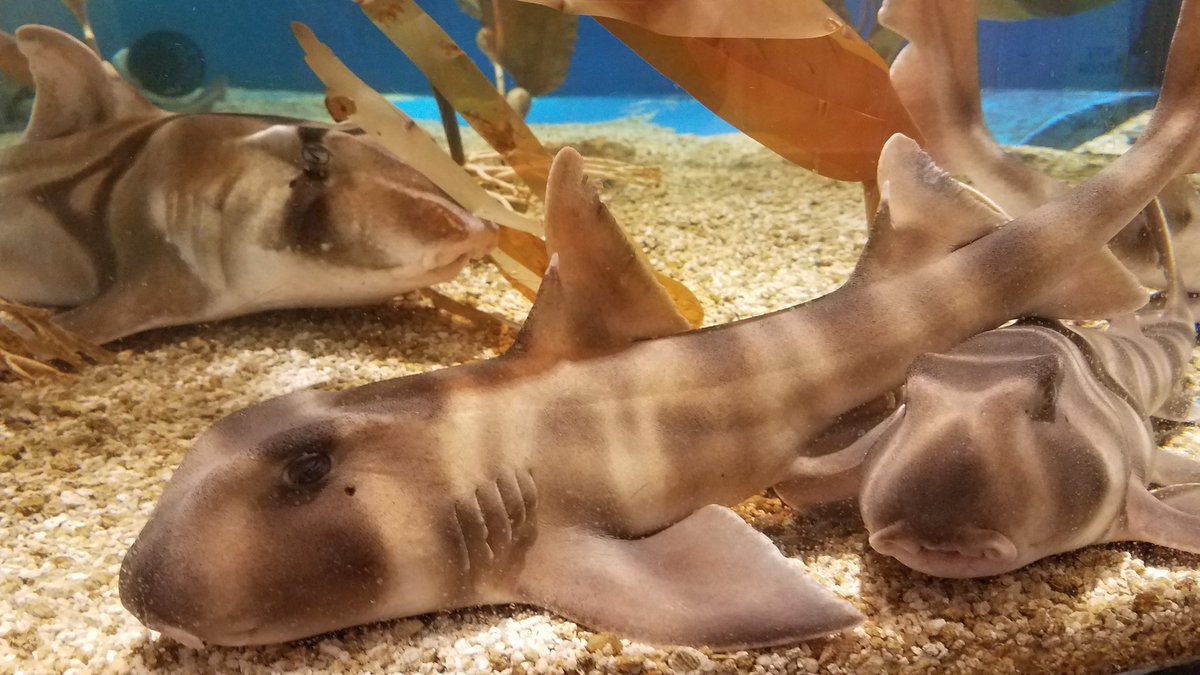 The Japanese Bullhead Sharks are having some cuddle time in Shark Central.  - Newport Aquarium Reopens June 22 for Passholders and June 25 for All!, image size:1200x675