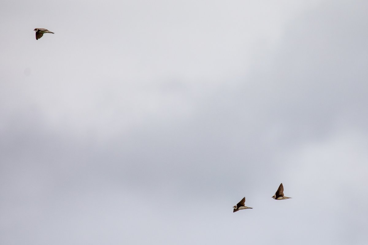 JennyAmwell's tweet photo. I believe these are Sand Martins at HMWT Kings Mead today. I am surprised I managed to flying shots as they are so fast. #sandmartin #kingsmead #hmwt @AmwellBirding
@Hertsbirds @HMWTBadger #birdphotography #hertsbirds #RSPB https://t.co/S4q6s1fkPm