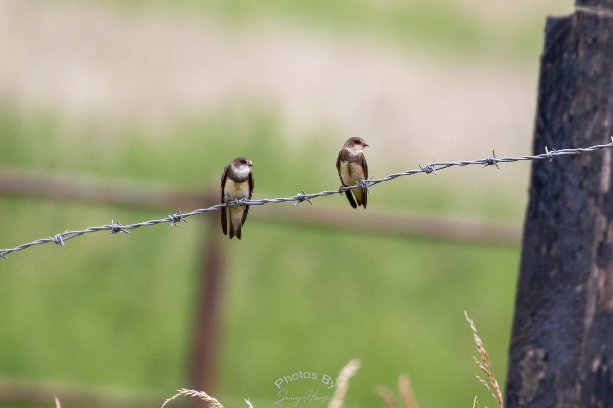 JennyAmwell's tweet photo. I believe these are Sand Martins at HMWT Kings Mead today. I am surprised I managed to flying shots as they are so fast. #sandmartin #kingsmead #hmwt @AmwellBirding
@Hertsbirds @HMWTBadger #birdphotography #hertsbirds #RSPB https://t.co/S4q6s1fkPm