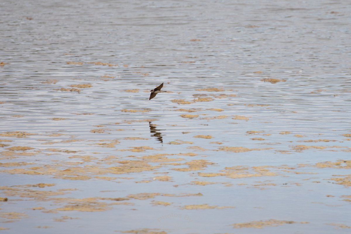 JennyAmwell's tweet photo. I believe these are Sand Martins at HMWT Kings Mead today. I am surprised I managed to flying shots as they are so fast. #sandmartin #kingsmead #hmwt @AmwellBirding
@Hertsbirds @HMWTBadger #birdphotography #hertsbirds #RSPB https://t.co/S4q6s1fkPm