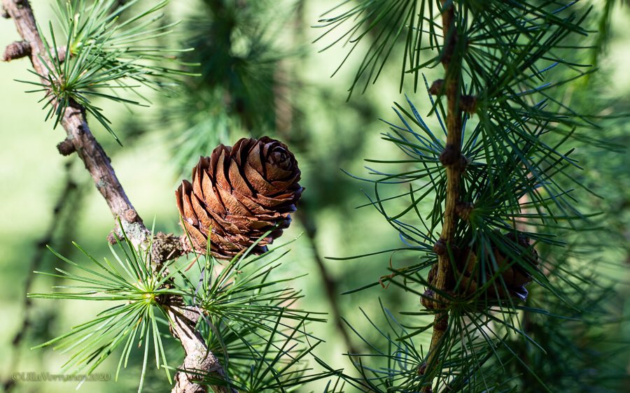 UVornanen's tweet photo. #manor #park #midsummer2020

#Träskenda 

#kartano #puisto #juhannus2020

#puut #kukat #luonto #Espoo #Suomi #trees #flowers #nature #Finland https://t.co/hhVhtbA2fC