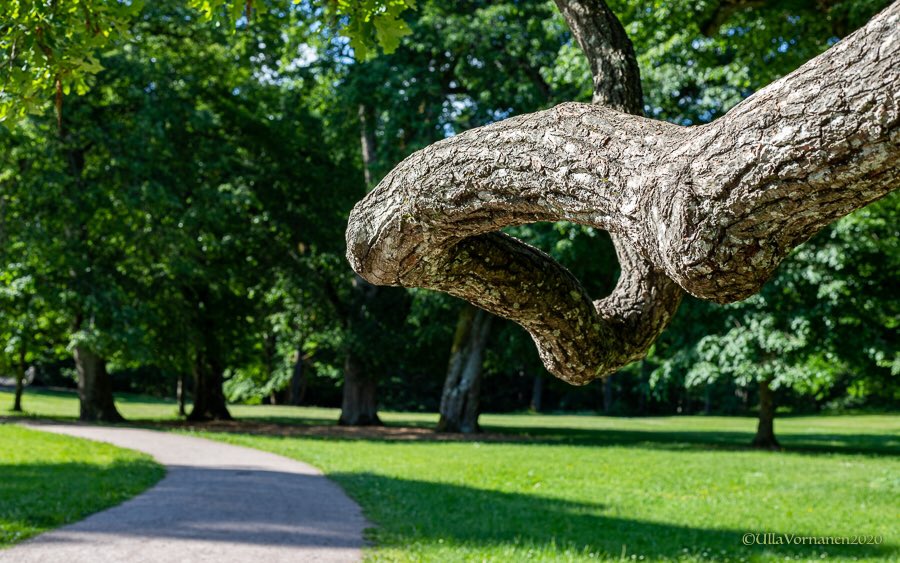 UVornanen's tweet photo. #manor #park #midsummer2020

#Träskenda 

#kartano #puisto #juhannus2020

#puut #kukat #luonto #Espoo #Suomi #trees #flowers #nature #Finland https://t.co/hhVhtbA2fC