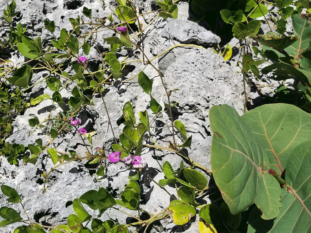 ClaveCuba (Clave_Cuba) Twitter