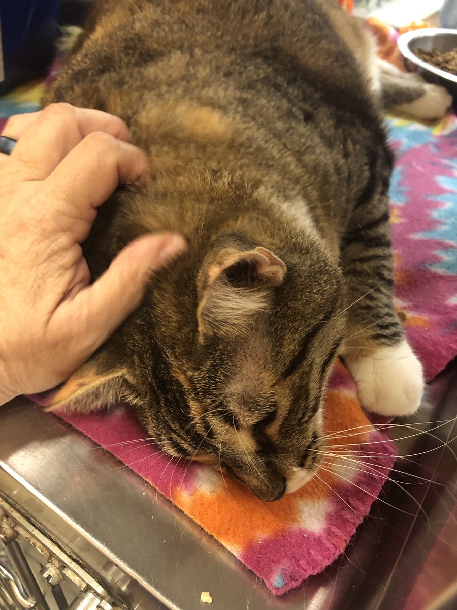 LuvPalm's tweet photo. Meet Punpkin #Caturday 
“My dad died and I don’t have a forever home. I used to have other cats &amp; big dogs to play with. I am almost 5, I’m shy, but once I get to know you I will love &amp; love on you. Won’t you give me a home?”@PetSmartChariTs @PetSmart #RT @pbcgov @PeggyAdamsARL https://t.co/zc3SgMwEf7