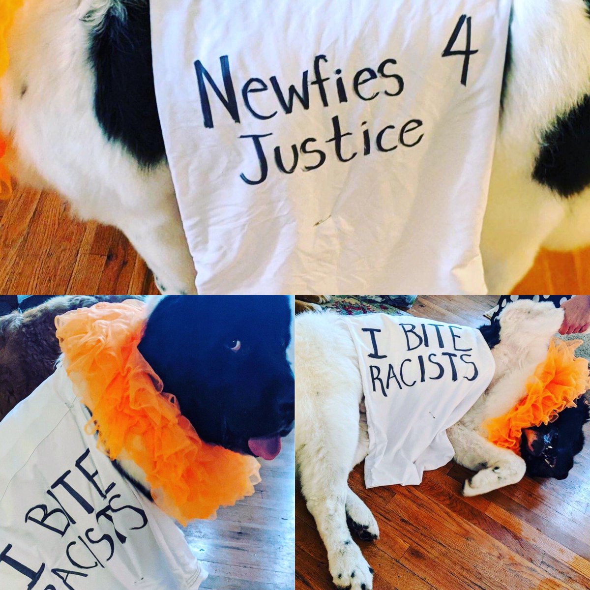 TruffasaurasRex's tweet photo. Truffles is doing his part to fight for justice, remember to do your part too! #dogsforjustice #BlackLivesMatter #protestforequality https://t.co/gVBYg2P6Vx