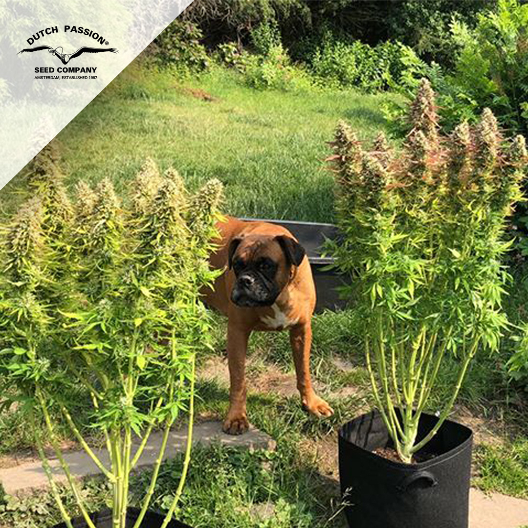 DutchPassion_'s tweet photo. How a-dog-able!🌱🐶 A couple of Auto Night Queens enjoying a sun bath under high surveillance during the longest day in the Northern Hemisphere. It is still a good time to start growing your autoflowers outdoors.

#growyourown #AutoNightQueen #autoflower #sungrown #dutchpassion https://t.co/AGH3jupL0Y