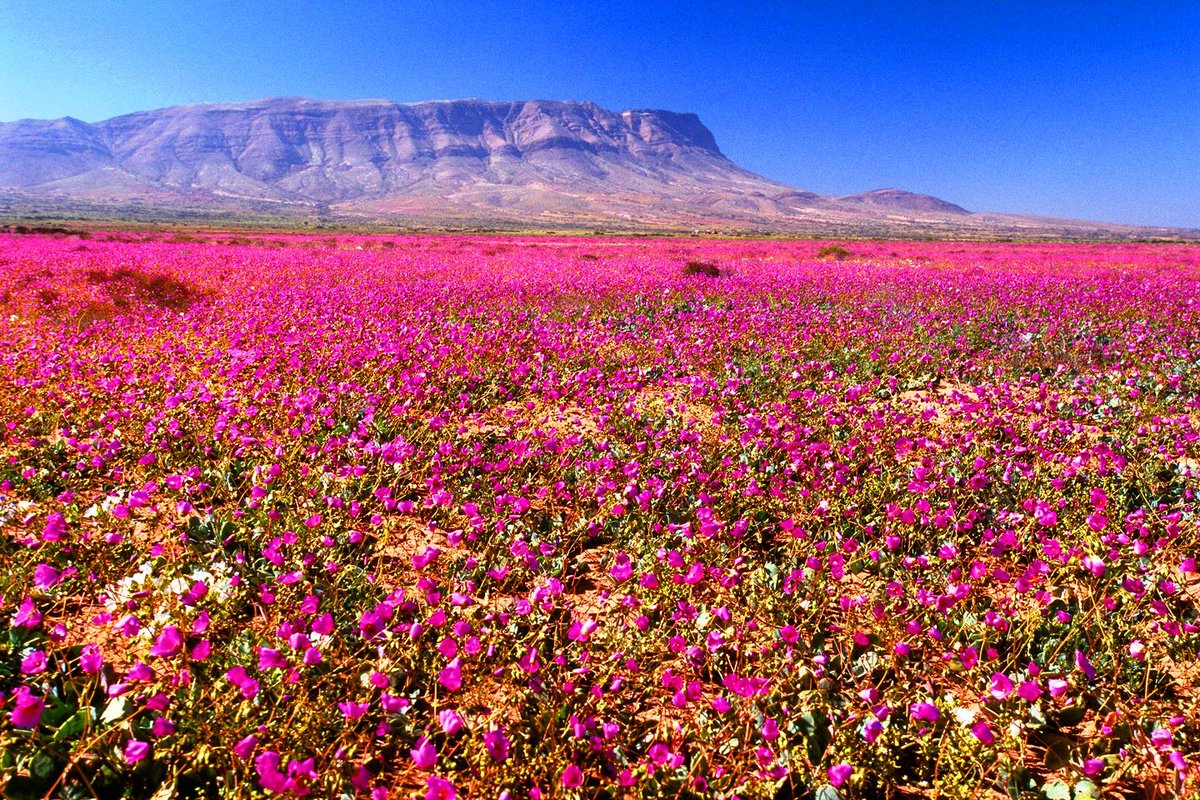 NaoCasanova's tweet image. El sitio más árido de la Tierra es el DESIERTO DE ATACAMA (Chile); pero de vez en cuando, cada 6-7 años y de forma asociada al Niño, se cubre con un manto de flores.

El fenómeno se conoce como &quot;desierto florido&quot; y ya lo estudiaron los botánicos españoles del S XVII.
