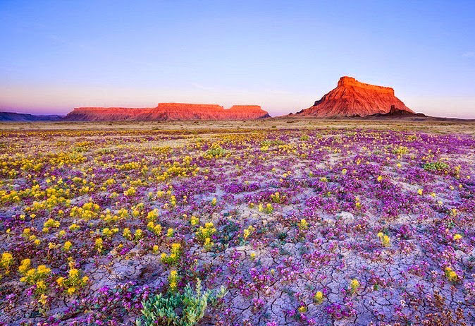NaoCasanova's tweet image. El sitio más árido de la Tierra es el DESIERTO DE ATACAMA (Chile); pero de vez en cuando, cada 6-7 años y de forma asociada al Niño, se cubre con un manto de flores.

El fenómeno se conoce como &quot;desierto florido&quot; y ya lo estudiaron los botánicos españoles del S XVII.