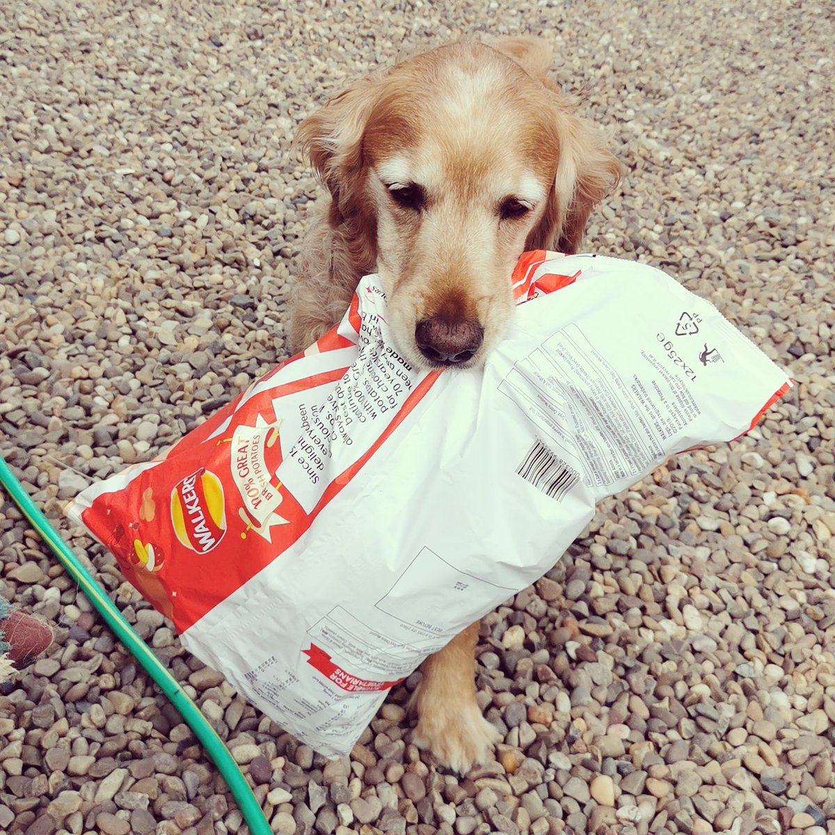 My little shopping assistant.. Helps me unpack the car everytime.. Purdey the wonder dog! 🐶

#retrieveradditiction #retrieverclub #littlehelper #livelovefarm #countrylifestyle #countrysidelife #countryliving