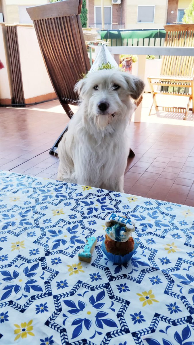 PeteTheDog4's tweet photo. Happy Birthday to me! I guess that makes me 7 in canine years! https://t.co/G5hKA0i1LY