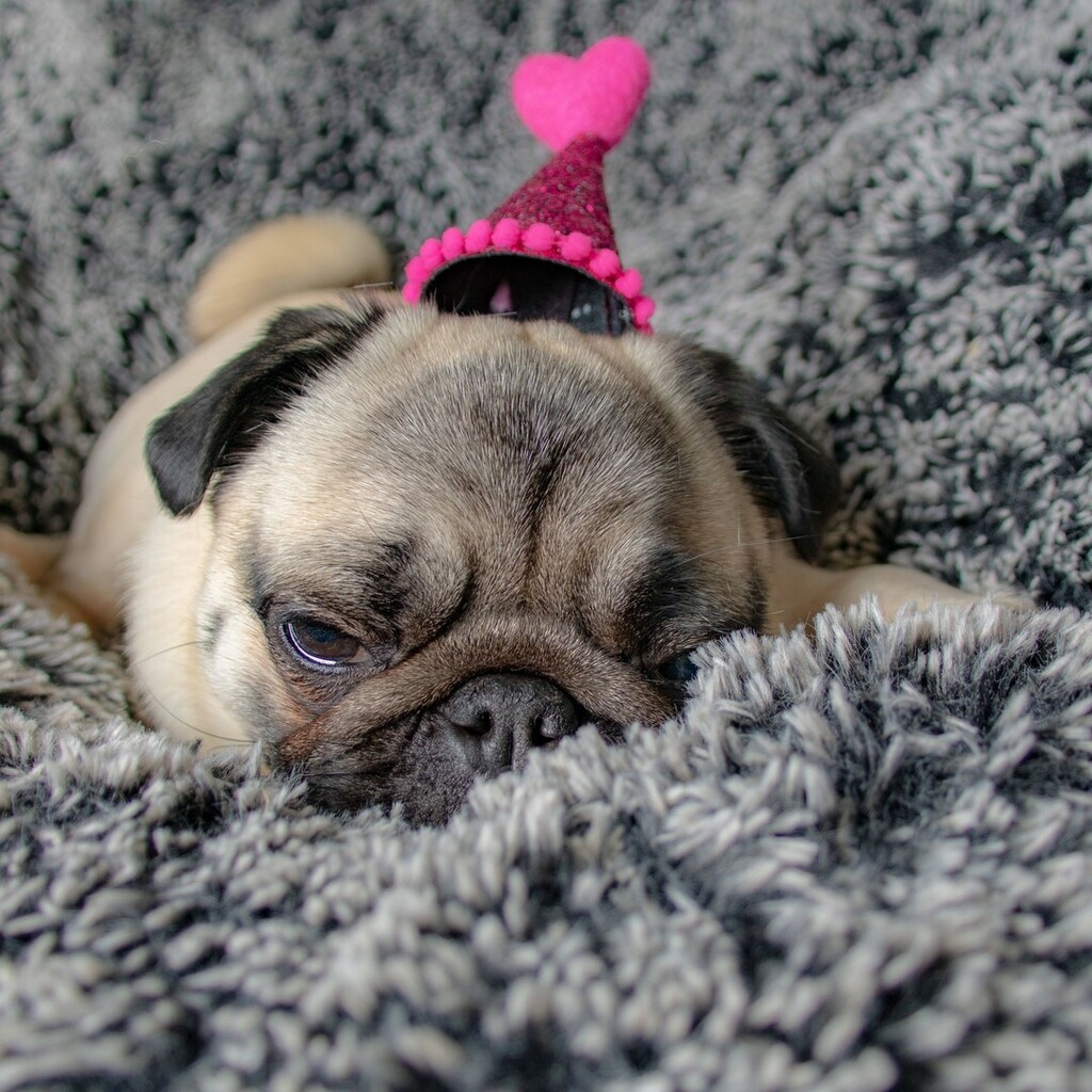Philomenathepug's tweet photo. When Mommy wakes you up early on a Saturday morning to take cute pics, and you know you could use at least 10 or 15 more hours of sleep. #tootiredtofunction #stankeye https://t.co/0y1yVZwQsV https://t.co/l1BsrQRoB1
