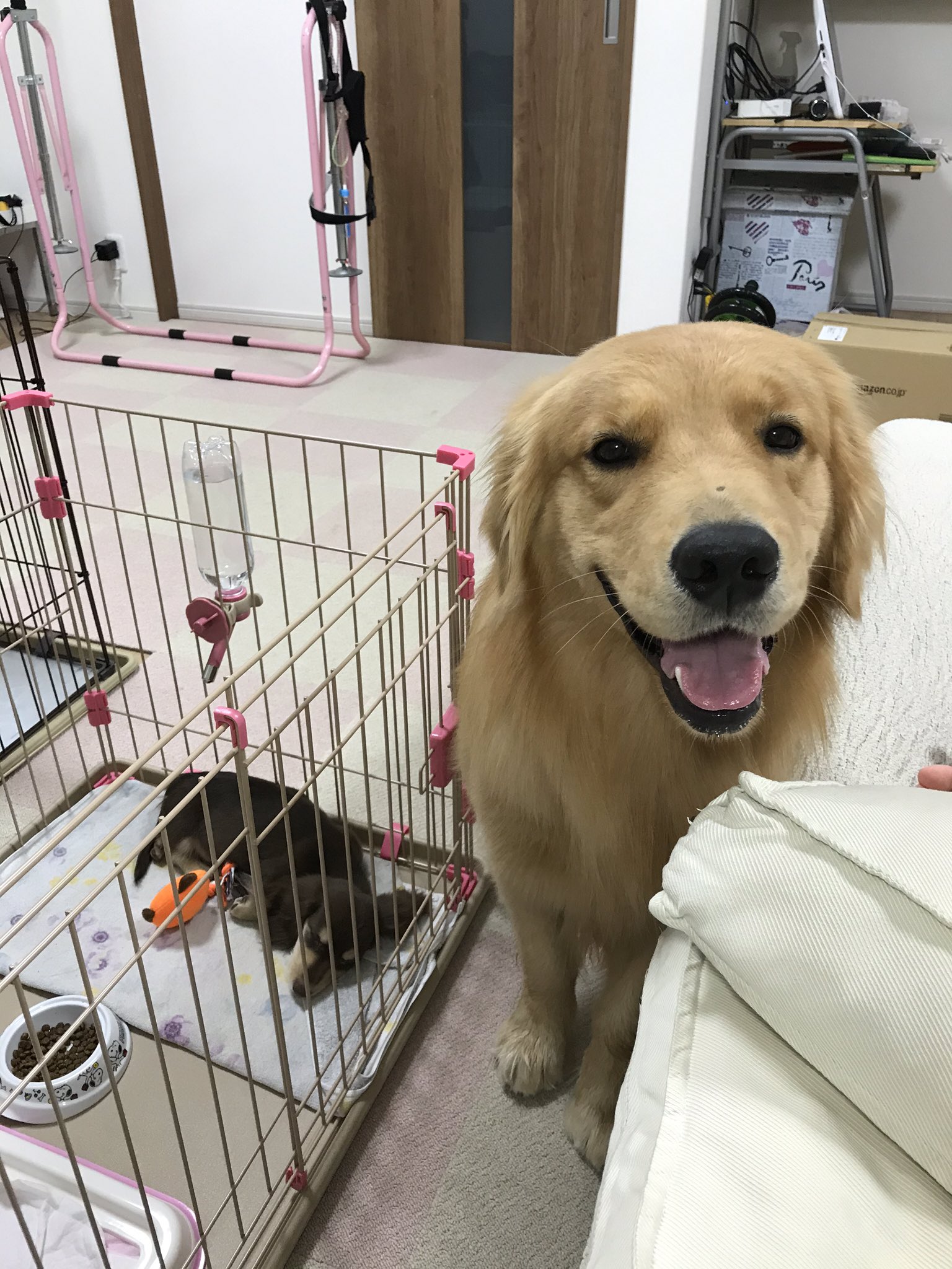 Tweets With Replies By 箱入りクッキーはゴールデンレトリバー Golden Kukki Twitter