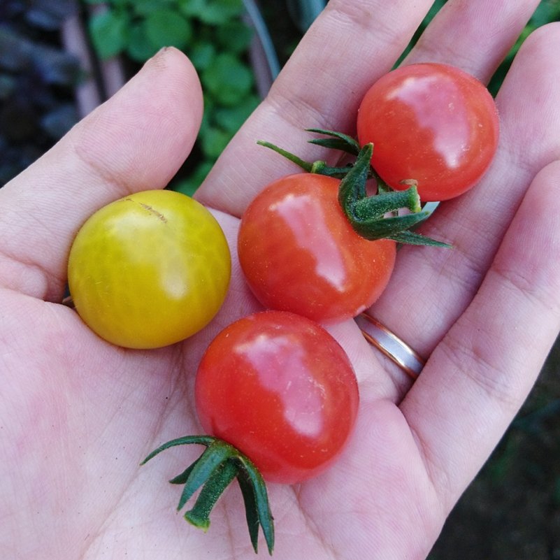 Sh Nina En Twitter 収穫野菜 ミニトマトとかモロヘイヤとか ベビーリーフとかピーマンの下葉とか 家庭菜園 プランター栽培 さくらんぼミニトマト 京みどり エンダイブ